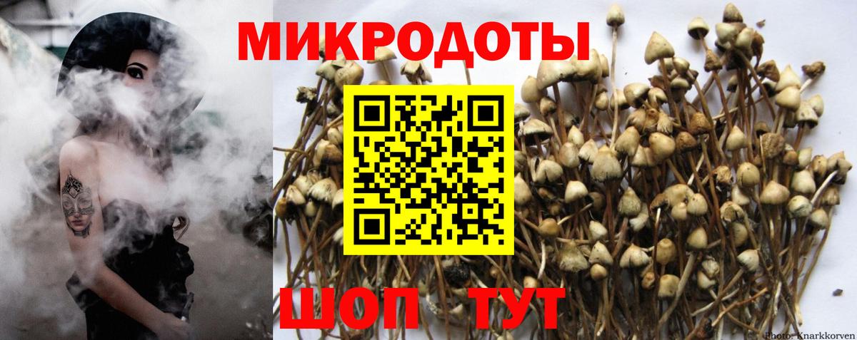 Псилоцибиновые грибы Cubensis Миллерово